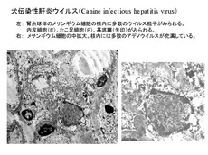 犬伝染性肝炎ウイルス