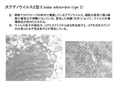 犬アデノウイルス2型