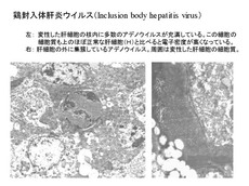 鶏封入体肝炎ウイルス