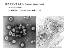 鶏のアデノウイルス