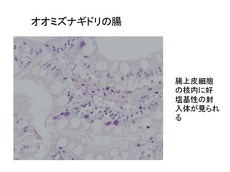 オオミズナギドリの腸