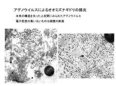 アデノウイルスによるオオミズナギドリの腸炎