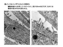 鳥インフルエンザウイルス(H5N1)