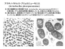 Actinobacillus pleuropneumoniae