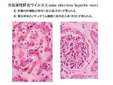 犬伝染性肝炎ウイルス