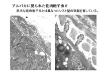 アルパカの住肉胞子虫