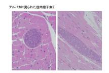 アルパカの住肉胞子虫