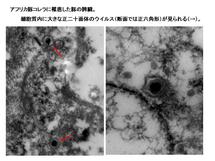 アフリカ豚コレラに罹患した豚の脾臓