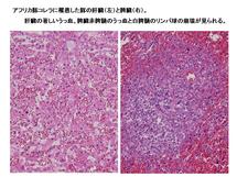 アフリカ豚コレラに罹患した豚の肝臓と脾臓