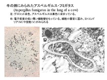 牛の肺に見られたAspergillus fumigatus