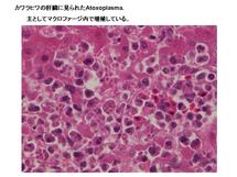 カワラヒワの肝臓に見られたAtoxoplasma