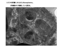 スズメの肝臓に見られたAtoxoplasma