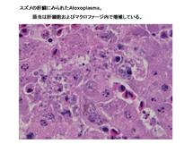 スズメの肝臓に見られたAtoxoplasma