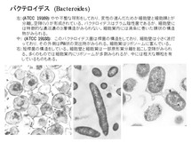 Bacteroides 