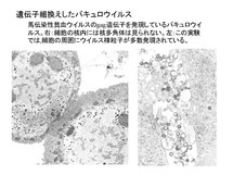 組換えバキュロウイルス