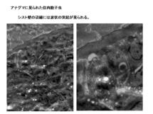 アナグマに見られた住肉胞子虫