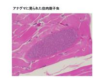 アナグマに見られた住肉胞子虫