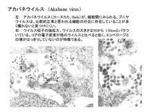 アカバネウイルス