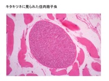 キタキツネに見られた住肉胞子虫