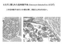 ヒミズに見られた住肉胞子虫