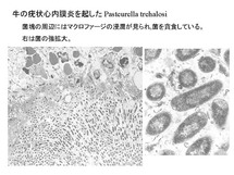 牛の疣状心内膜炎を起こしたPasteurella trehalosii