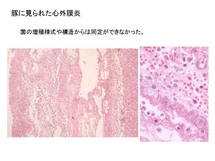 豚の心外膜炎