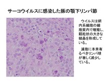 サーコウイルスに感染した豚の顎下リンパ節