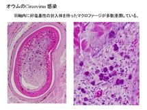 オウムのサーコウイルス感染