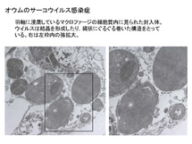 オウムのサーコウイルス感染症