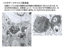 鳩のサーコウイルス感染症