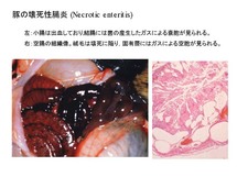 豚の壊死性腸炎