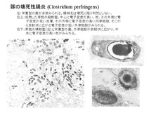 豚の壊死性腸炎