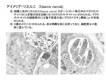 Eimeria zuernii