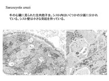 成熟したSarcocystis cruzi