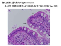 豚に見られたクリプトスポリジウム