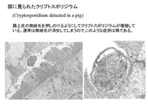 豚に見られたクリプトスポリジウム