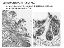 山羊に見られたクリプトスポリジウム