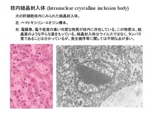 核内結晶封入体