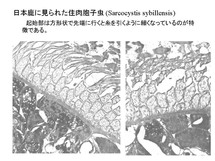 Sarcocystis sybillensis