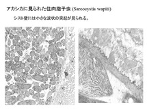 Sarcocystis wapiti