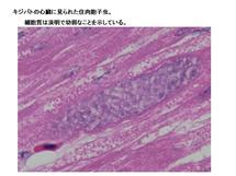 キジバトに見られた住肉胞子虫