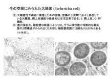 牛の空腸に見られた大腸菌