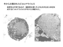 牛から分離されたピコルナウイルス