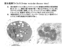 豚水疱病ウイルス