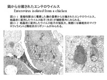 鶏から分離されたエンテロウイルス