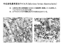 牛伝染性牛鼻気管炎ウイルス