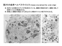 鶏ヌカカ由来ヘルペスウイルス