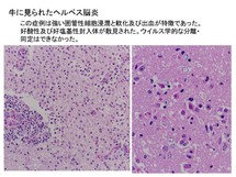 牛に見られたヘルペス脳炎