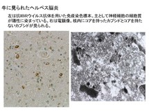 牛に見られたヘルペス脳炎