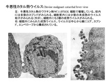 牛悪性カタル熱ウイルス